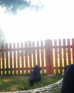 A hammock. A book. A dog. A blue sky. A fall afternoon. A gentle breeze. The sound of wind through the leaves. My backyard. A mind finding peace with the outside to hush the wrestlers inside. #nature #backyard #novaigers #fall #peace #breeze