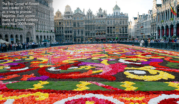 les fleurs de bruxelles