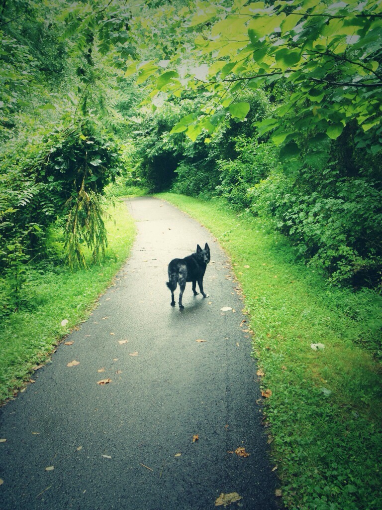 a cycle run